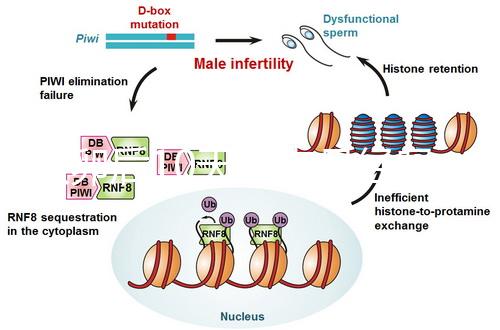 取卵后10天會來月經嗎？快拿小本本記好準確時間