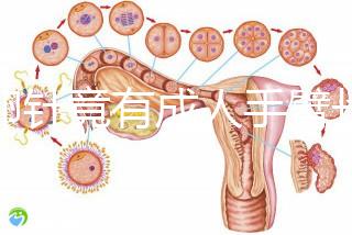取卵針竟有成人手臂長短!沒那么夸張,6種型號(hào)規(guī)格不同
