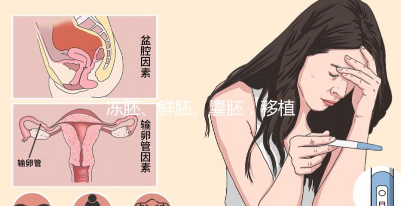 凍胚、鮮胚、囊胚，移植哪個成功率更高？