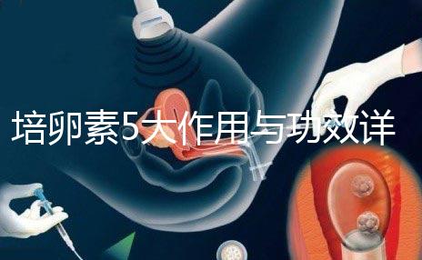 培卵素5大作用與功效詳解，提高卵子質(zhì)量?jī)H為其一