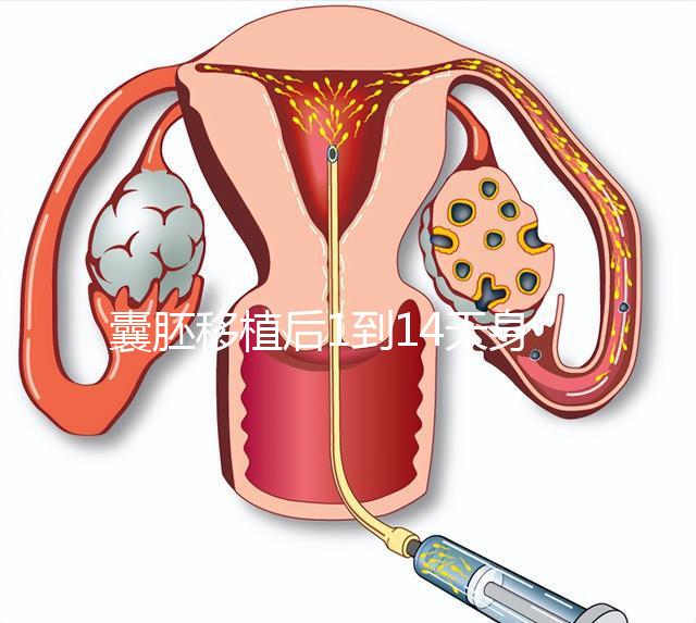 囊胚移植后1到14天身體／hcg均有變化！一張動畫圖清晰預見