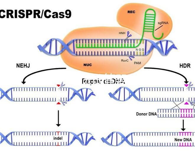 在新加坡做試管嬰兒要多少錢，和馬來西亞的價格差別不大