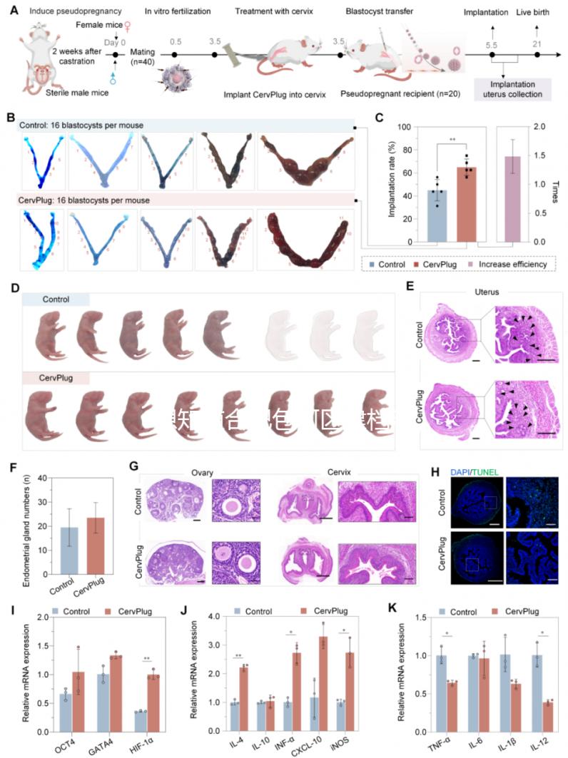 想知道合肥包河區建檔流程戳進來，一文說清要不要結婚證