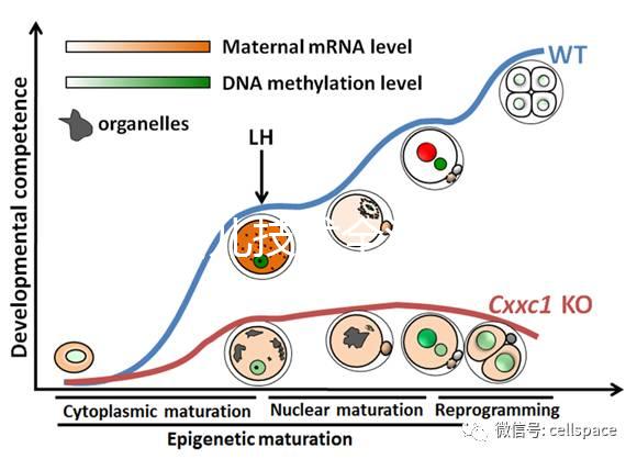 試管嬰兒技術全流程科普：促排、受精、移植等關鍵步驟詳解