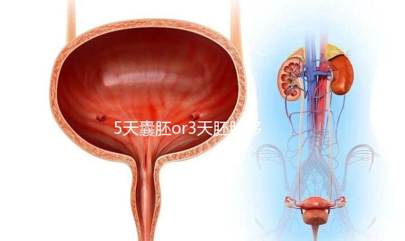 5天囊胚or3天胚胎移植哪個好看這，一文說清二者區別